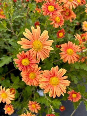 Chrysanthemum Brandywine Sunset